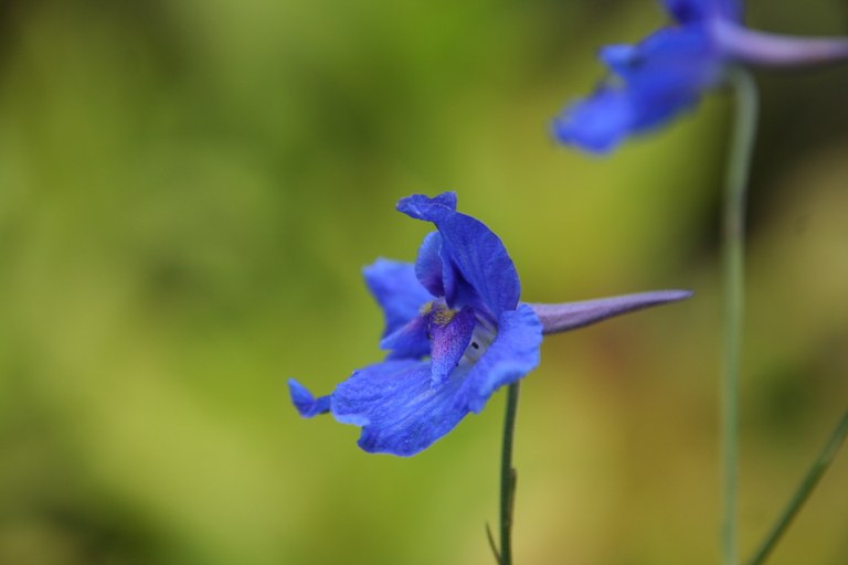 Delphinium_likiangense_31514_W.Lobin.jpg