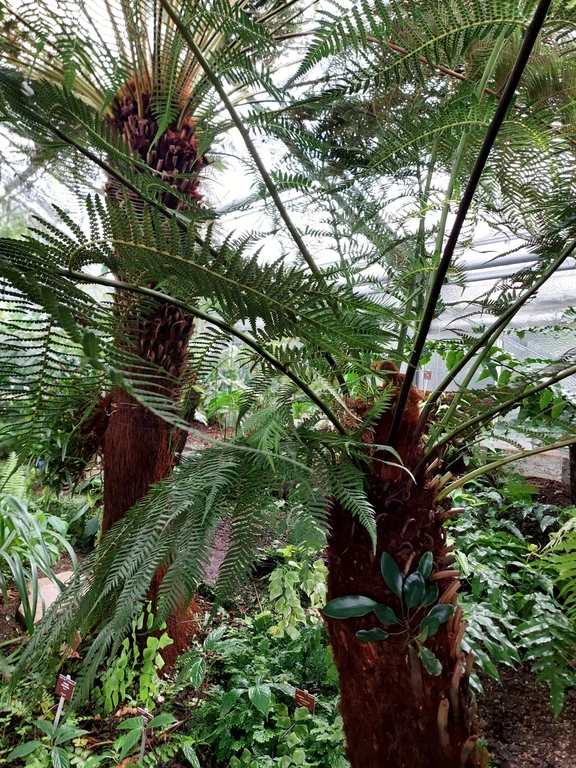 Dicksonia_antarctica_I.Fuchs.jpg 28. 4. 2021
