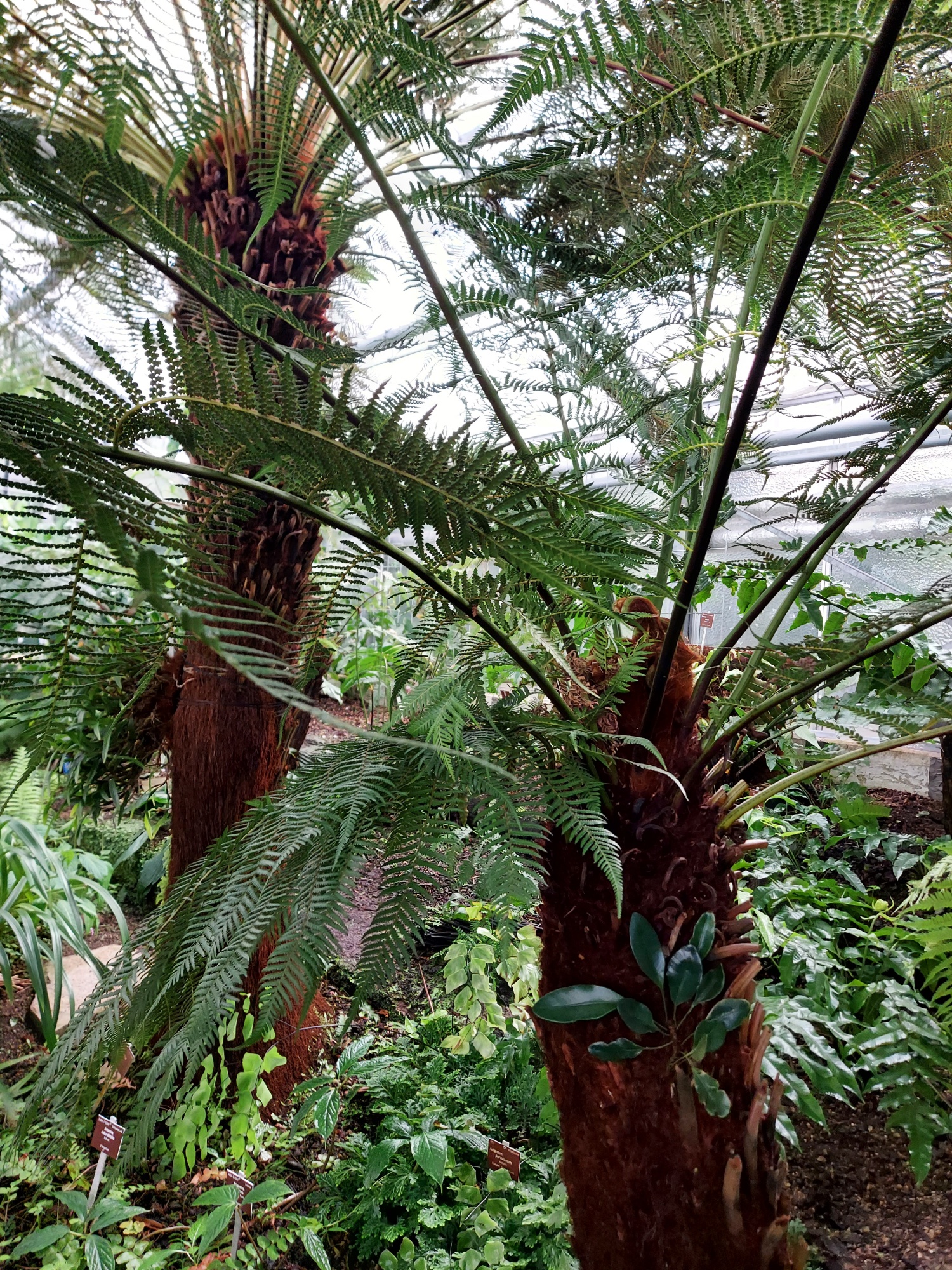 Dicksonia_antarctica_I.Fuchs.jpg 28. 4. 2021