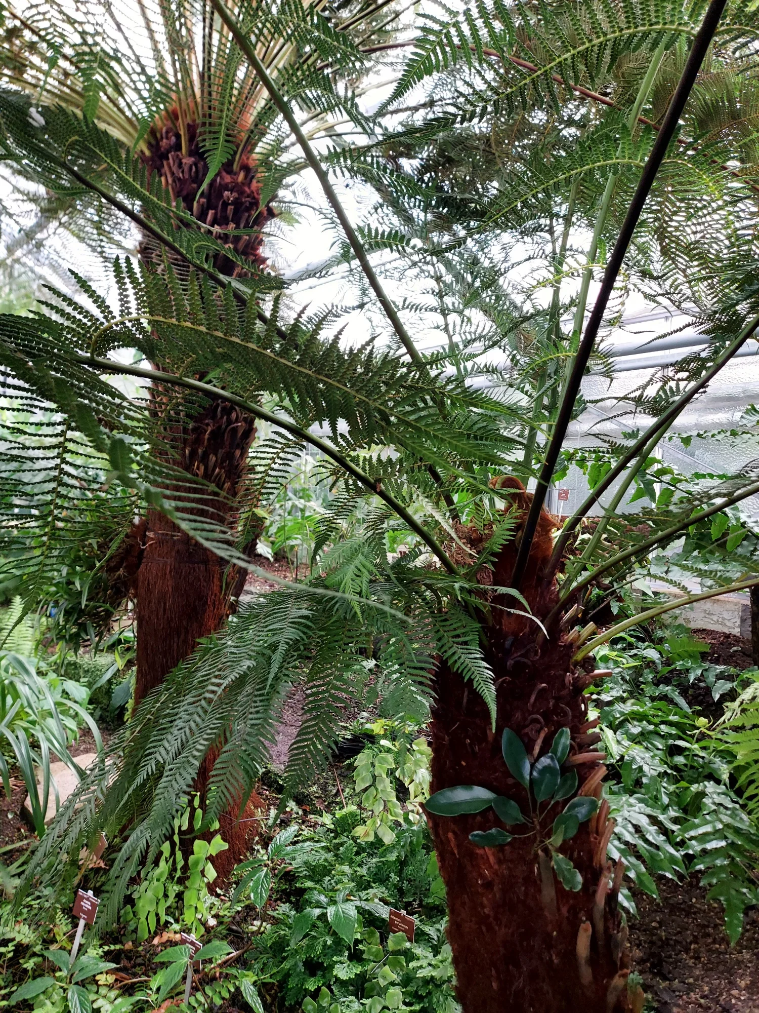 Dicksonia_antarctica_I.Fuchs.jpg 28. 4. 2021