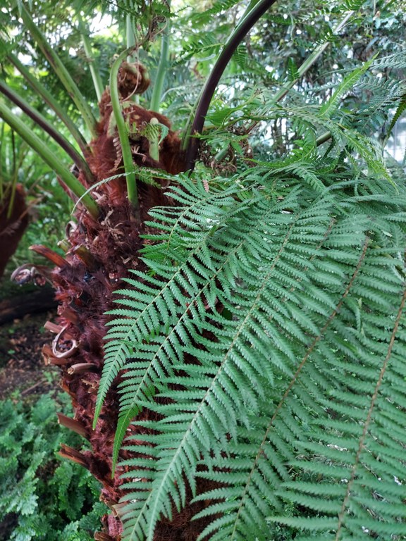 Dicksonia_antarctica_I.Fuchs_Bild_2.jpg