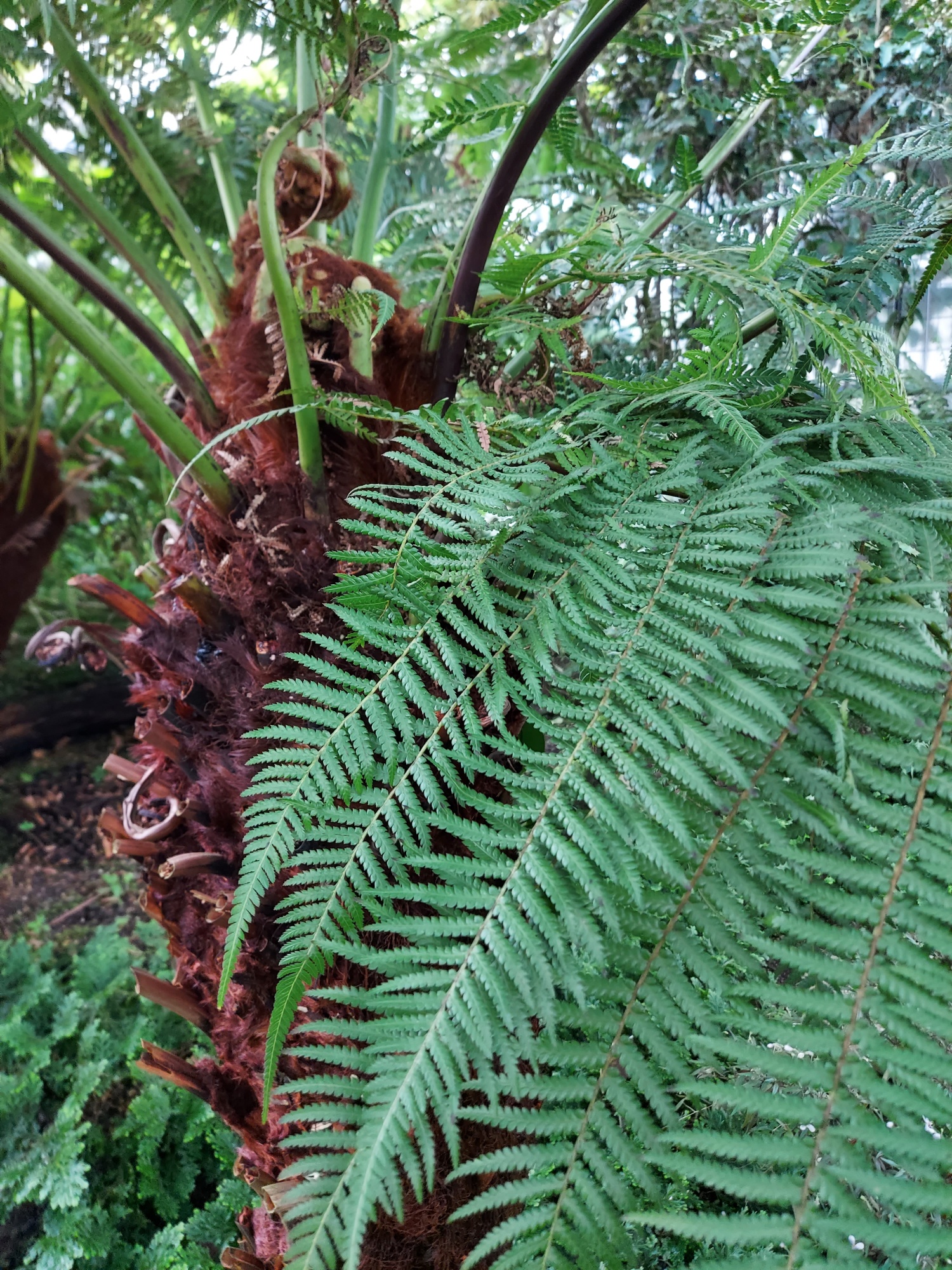 Dicksonia_antarctica_I.Fuchs_Bild_2.jpg