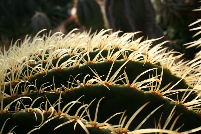 Echinocactus grusonii 1750  WL 22.10.2007 (2).jpg
