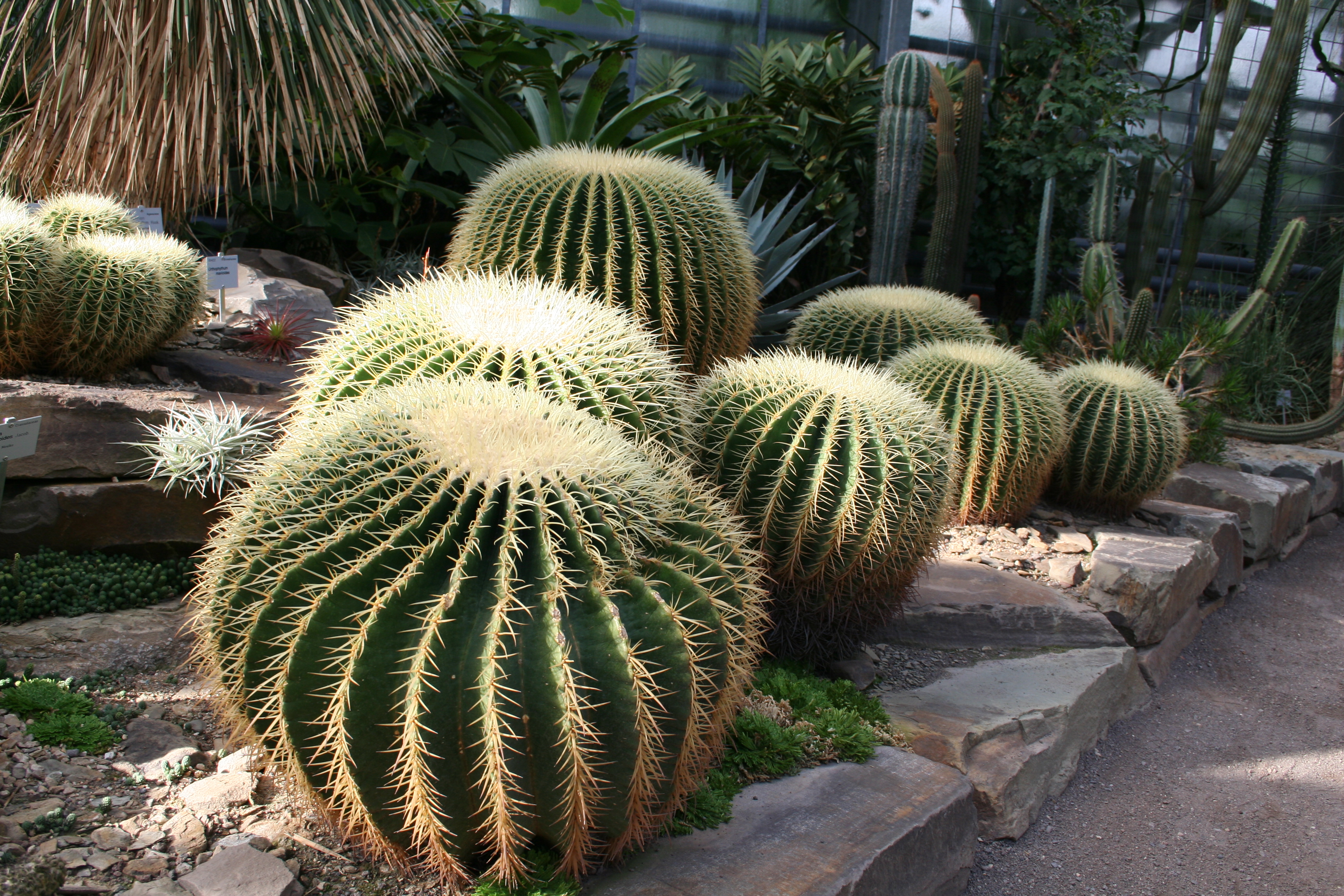 Echinocactus_grusonii_1750 _W.Lobin.jpg