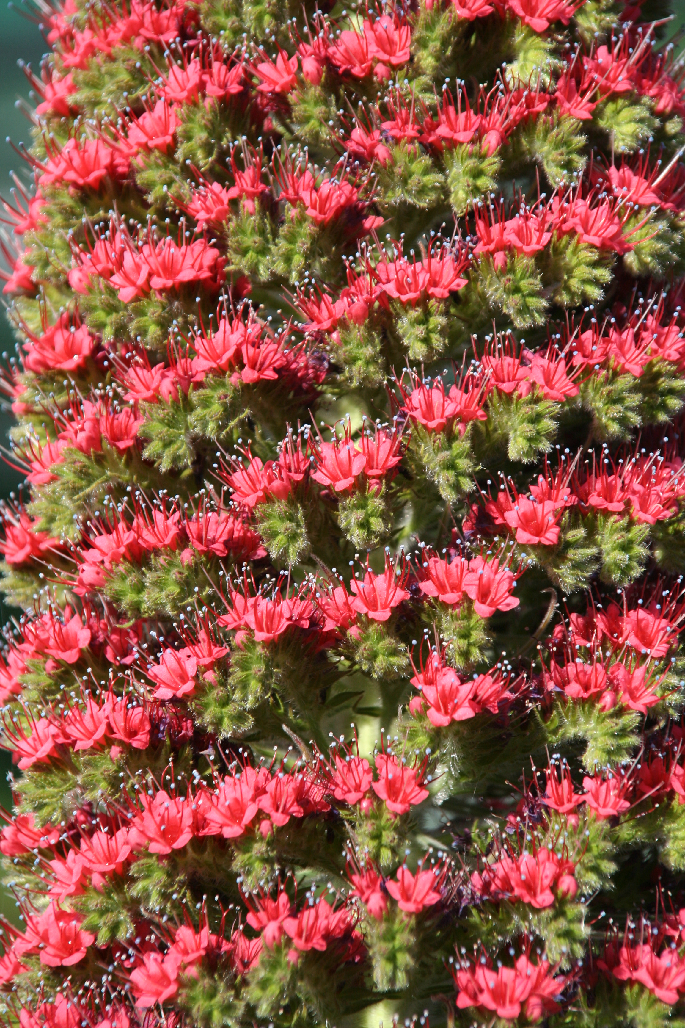 Echium_wildpretii_224_W.Lobin_Bild_2.jpg