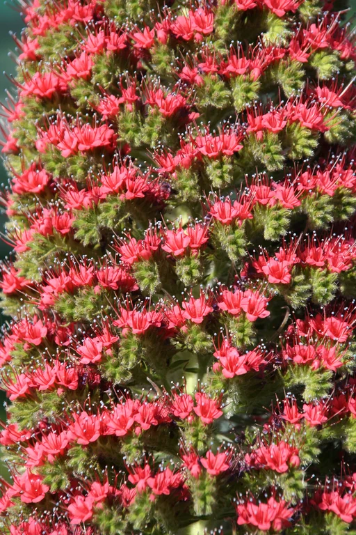 Echium_wildpretii_224_W.Lobin_Bild_2.jpg