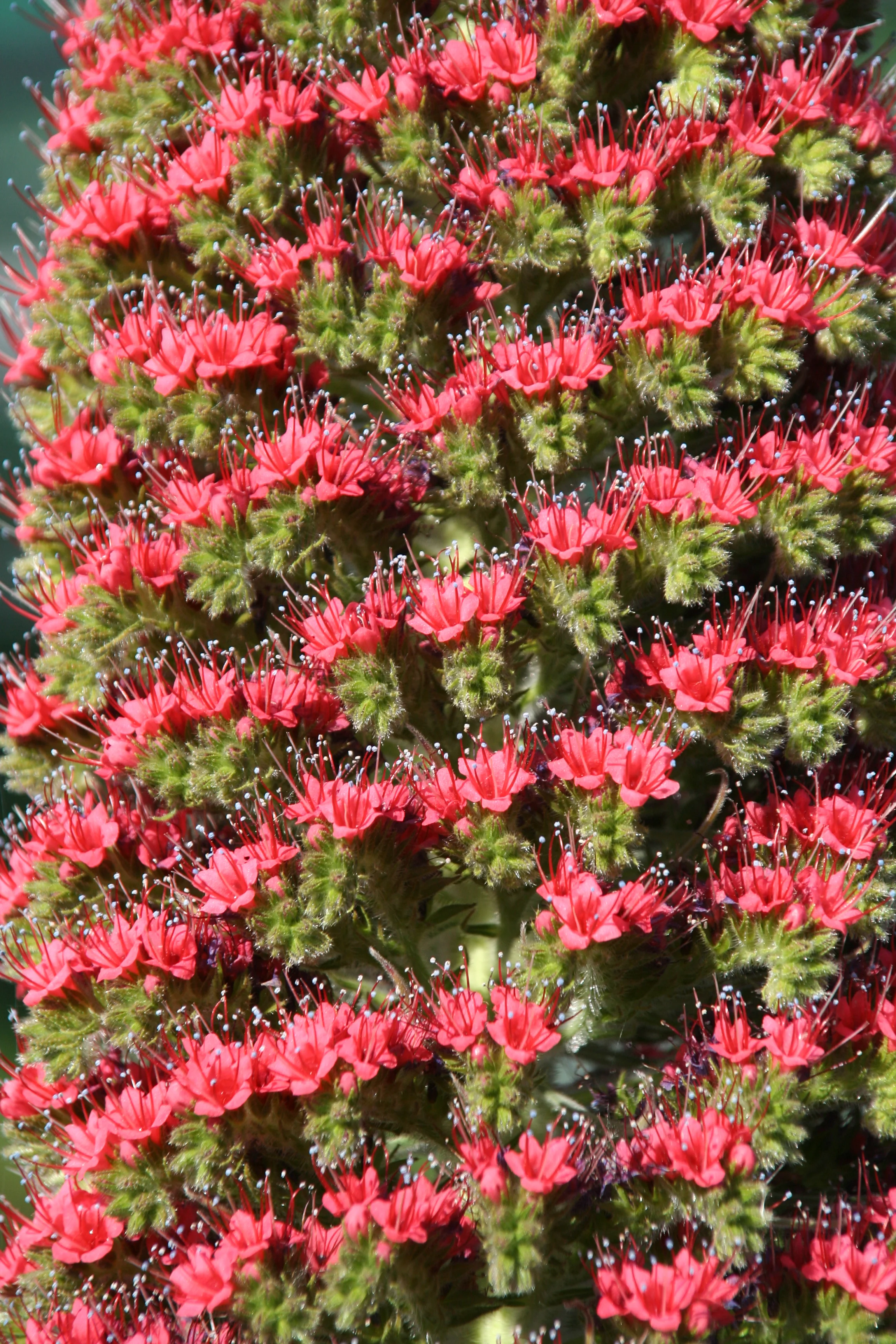 Echium_wildpretii_224_W.Lobin_Bild_2.jpg