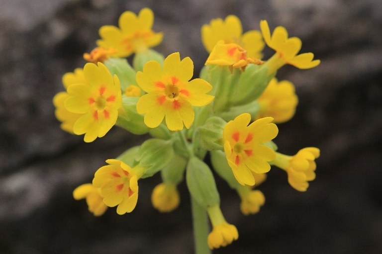 Echte Schlüsselblume (Primula veris) U. Sobick.jpg