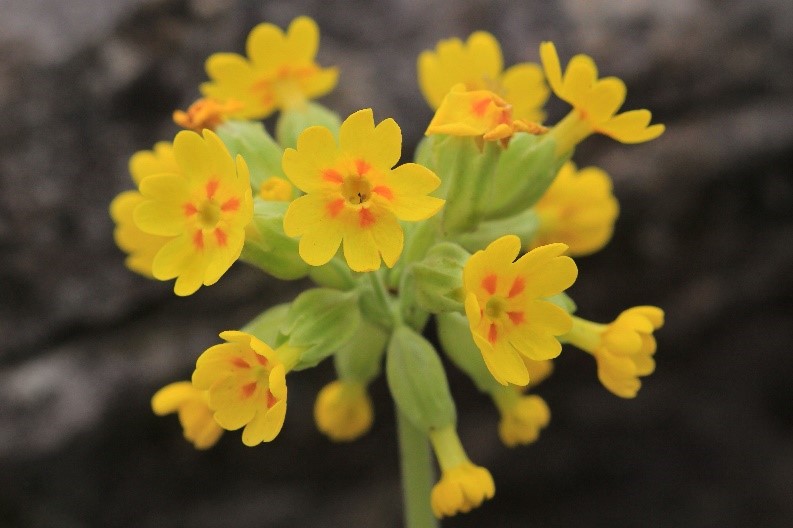 Echte Schlüsselblume (Primula veris) U. Sobick.jpg