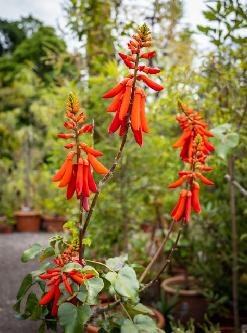 Erythrina_humeana_C.Löhne.jpg