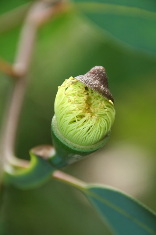 Eucalpytus_preissiana_14052_W.Lobin.jpg