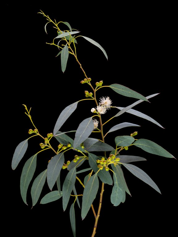 Eucalyptus_archeri_39047_C.Löhne_31.01.2022_Myrtaceae-8.jpg