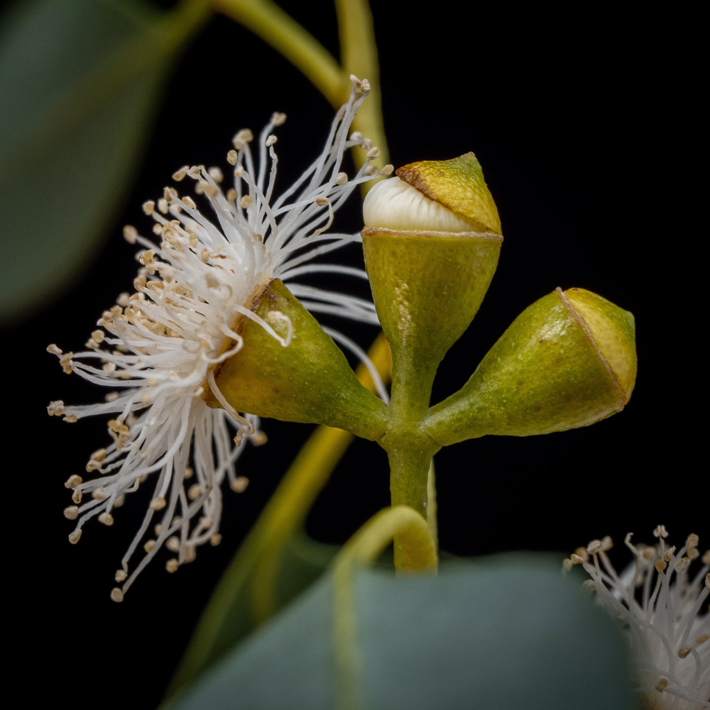 Eucalyptus_archeri_39047_C.Löhne_31.01.2022_Myrtaceae.jpg