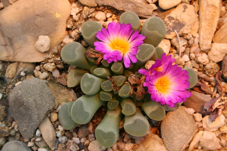 Fenestraria rhopalophylla ssp. aurantiaca 9128 WL 26.7.2007.jpg