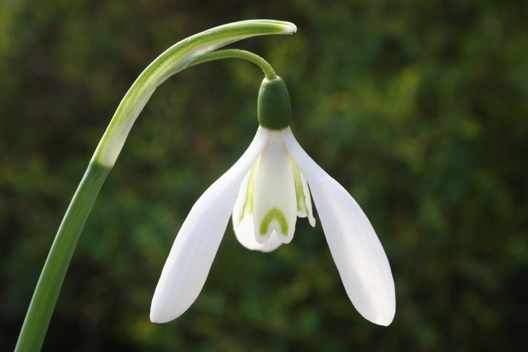 Galanthus_reginae-olgae_20081_W.Lobin.jpg