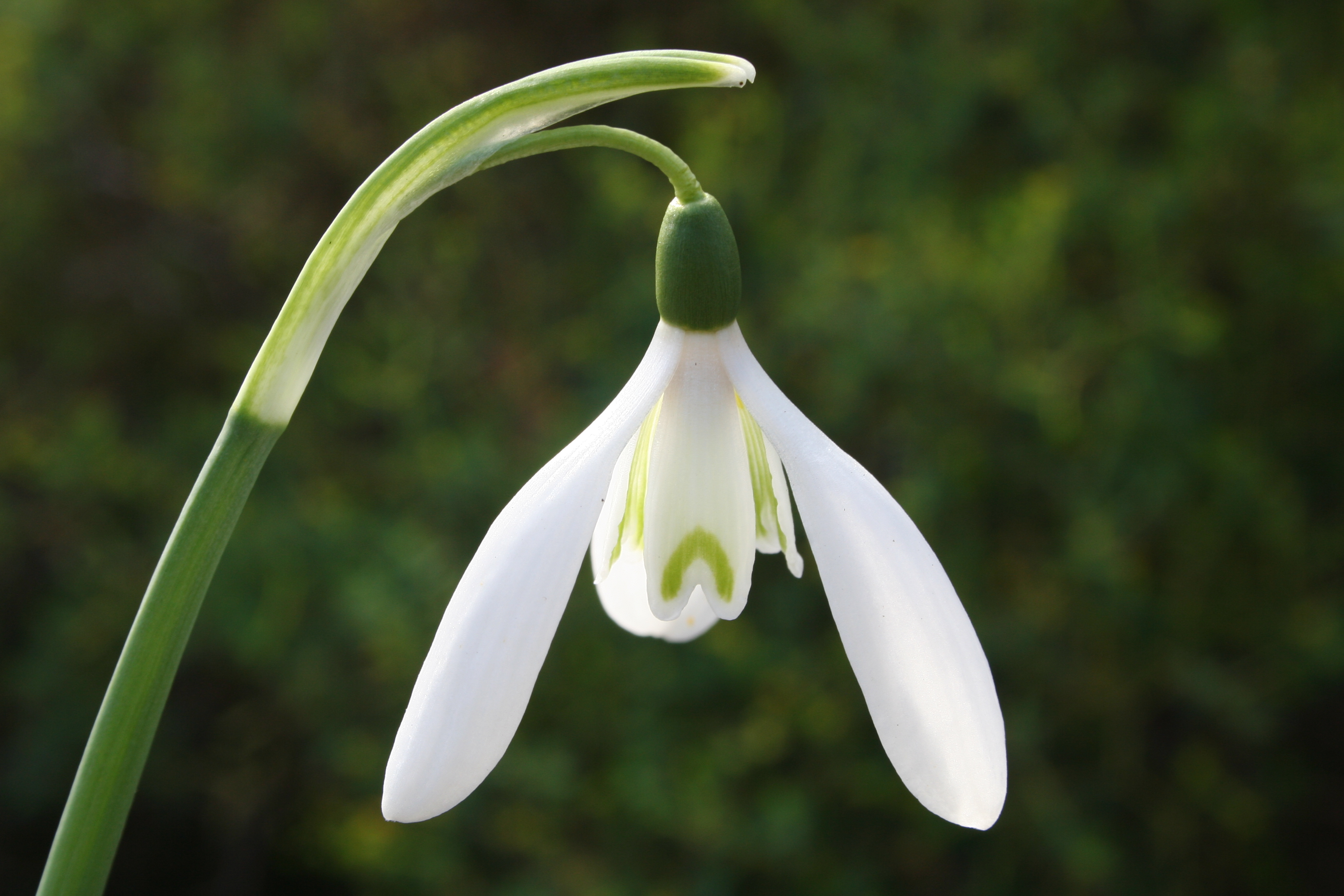 Galanthus_reginae-olgae_20081_W.Lobin.jpg