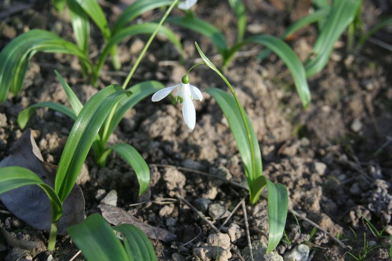 Galanthus_woronowii_34680_W.Lobin.jpg