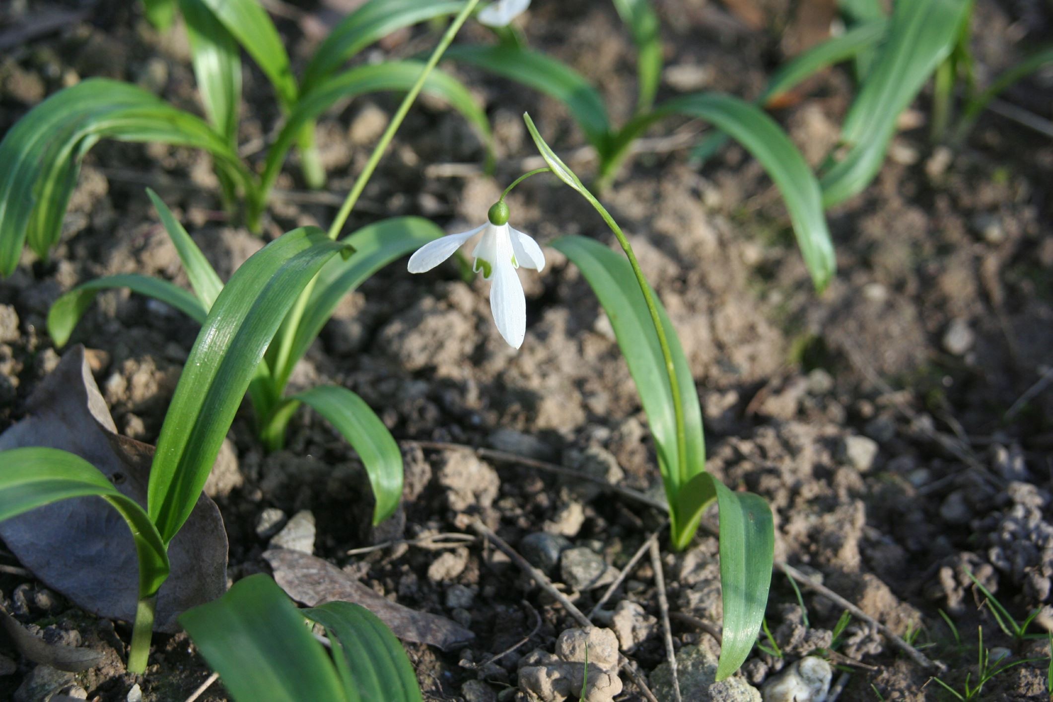 Galanthus_woronowii_34680_W.Lobin.jpg