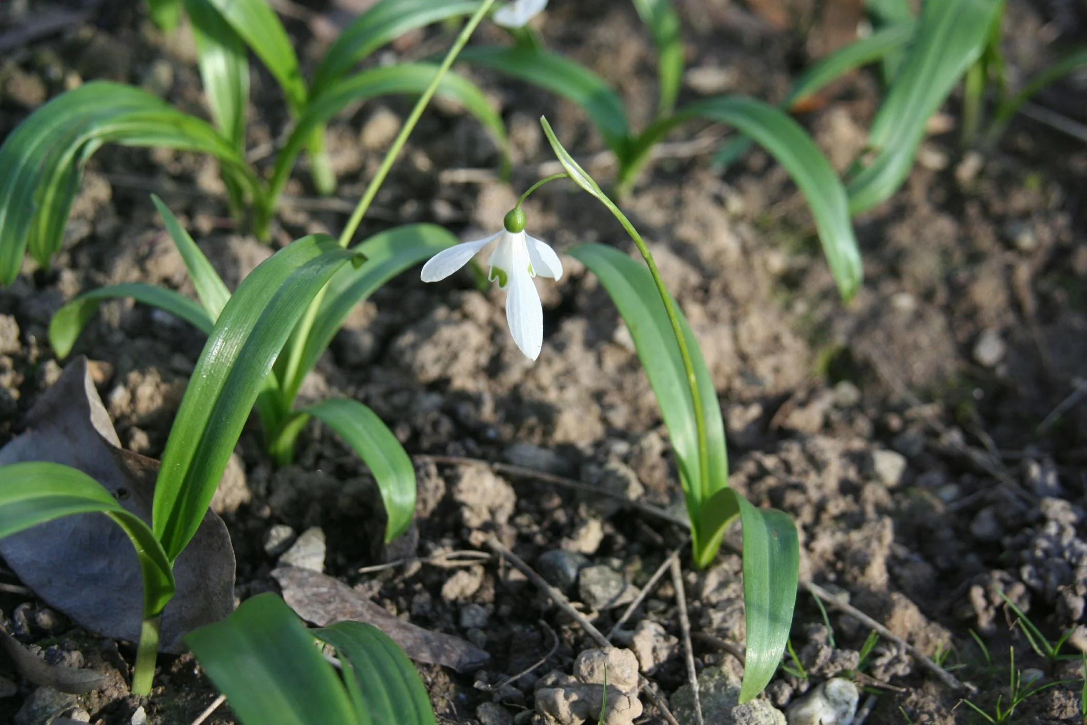 Galanthus_woronowii_34680_W.Lobin.jpg