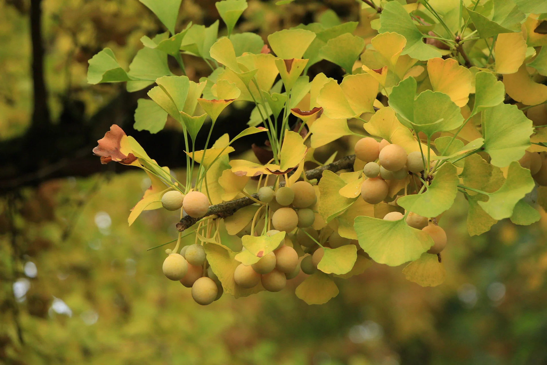Ginkgo_biloba_U.Sobick.jpg