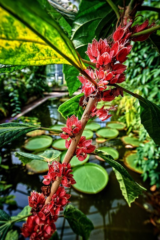 Goethea_cauliflora_Volker-Lannert.jpg