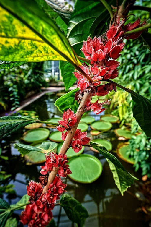 Goethea_cauliflora_Volker-Lannert.jpg