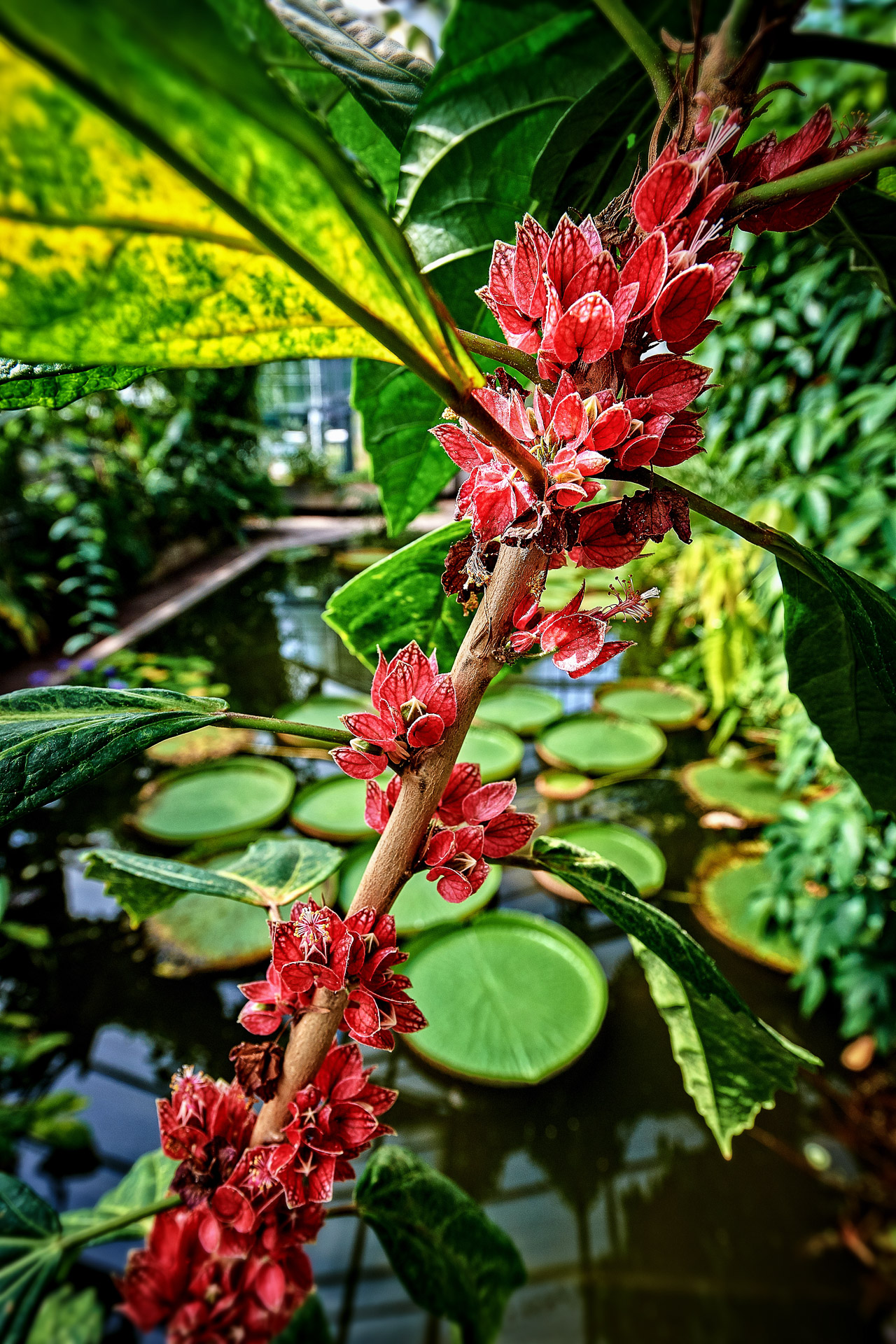Goethea_cauliflora_Volker-Lannert.jpg