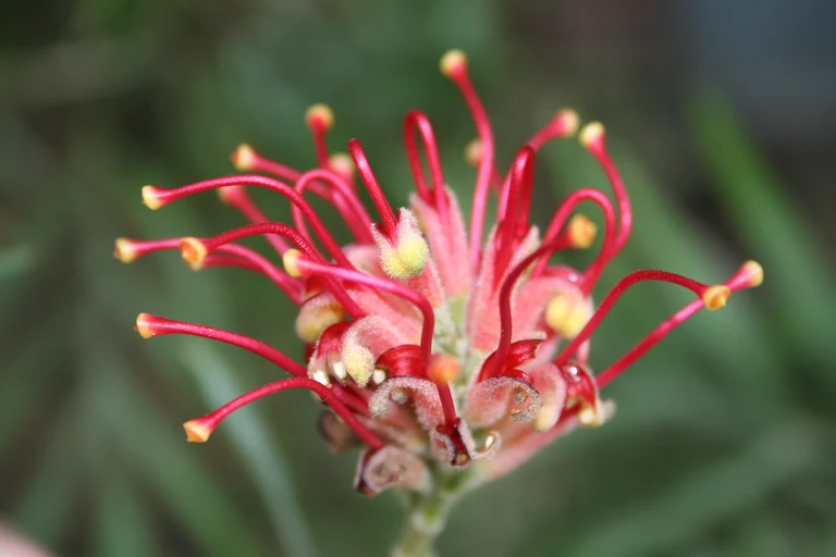 Grevillea_banksii_667_W.Lobin.jpg