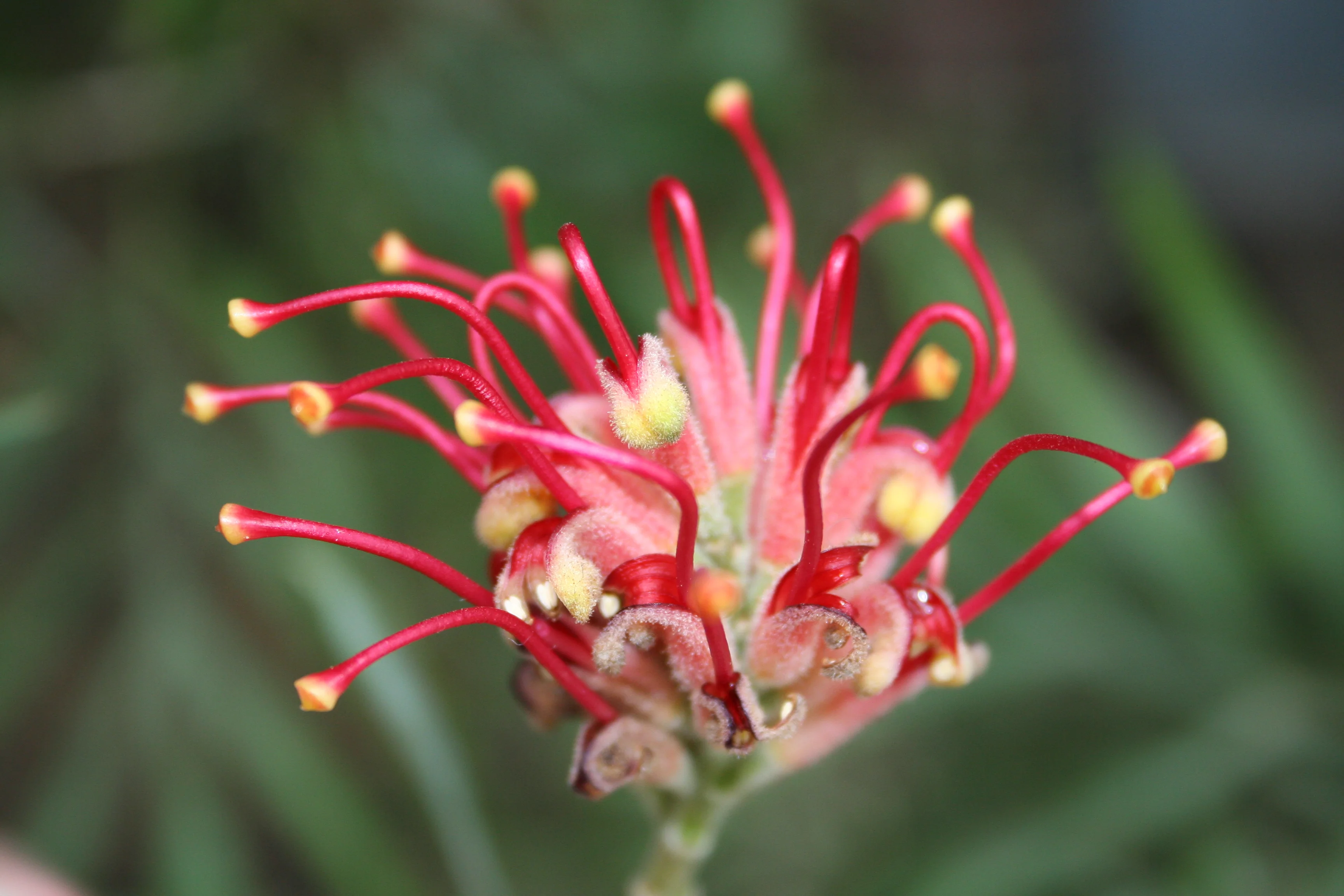 Grevillea_banksii_667_W.Lobin.jpg