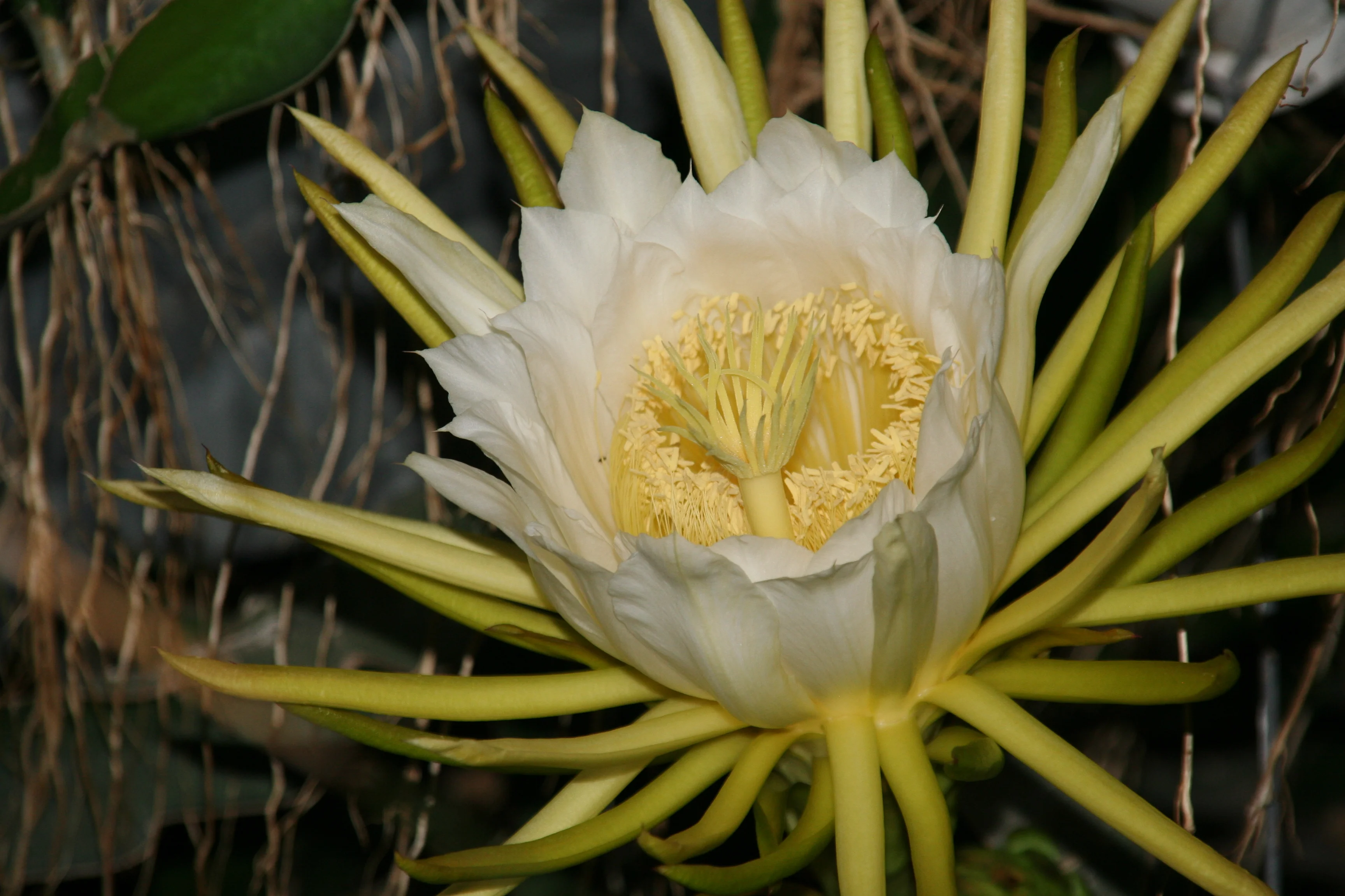 Hylocereus_undatus_1755_W.Lobin.jpg