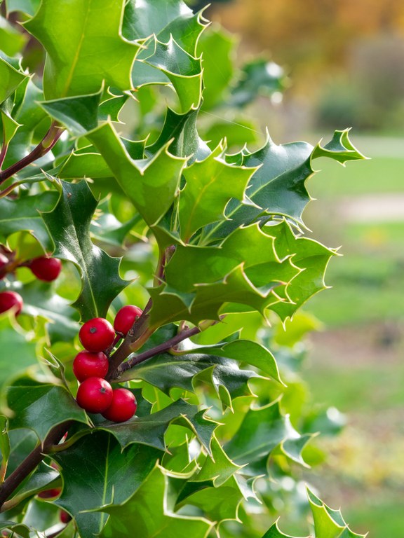 Ilex_aquifolium_11667_C.Löhne.jpg