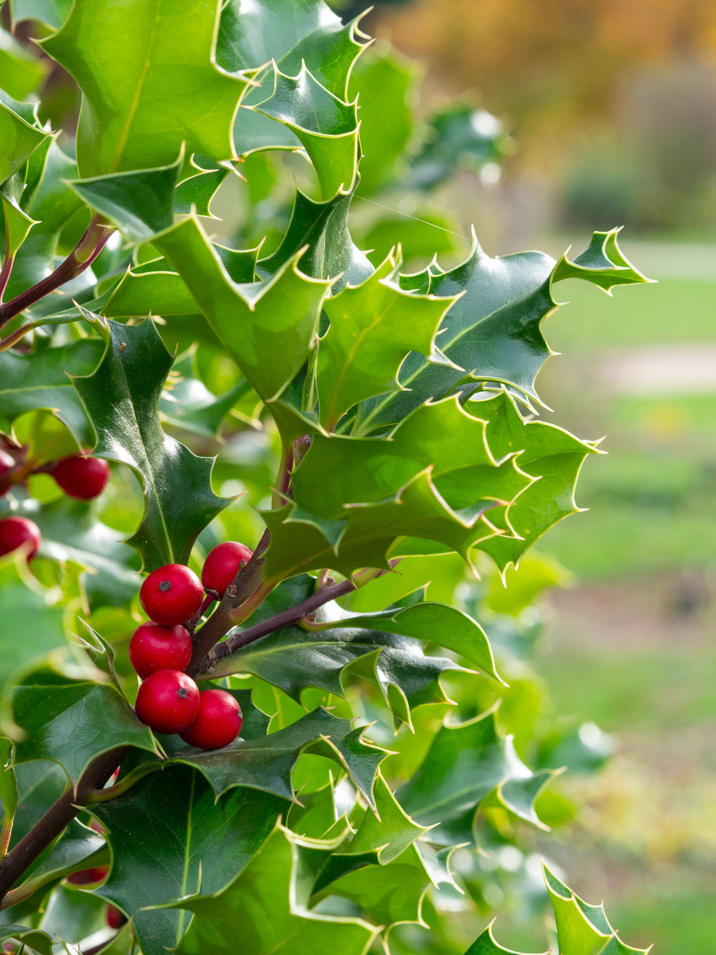 Ilex_aquifolium_11667_C.Löhne.jpg