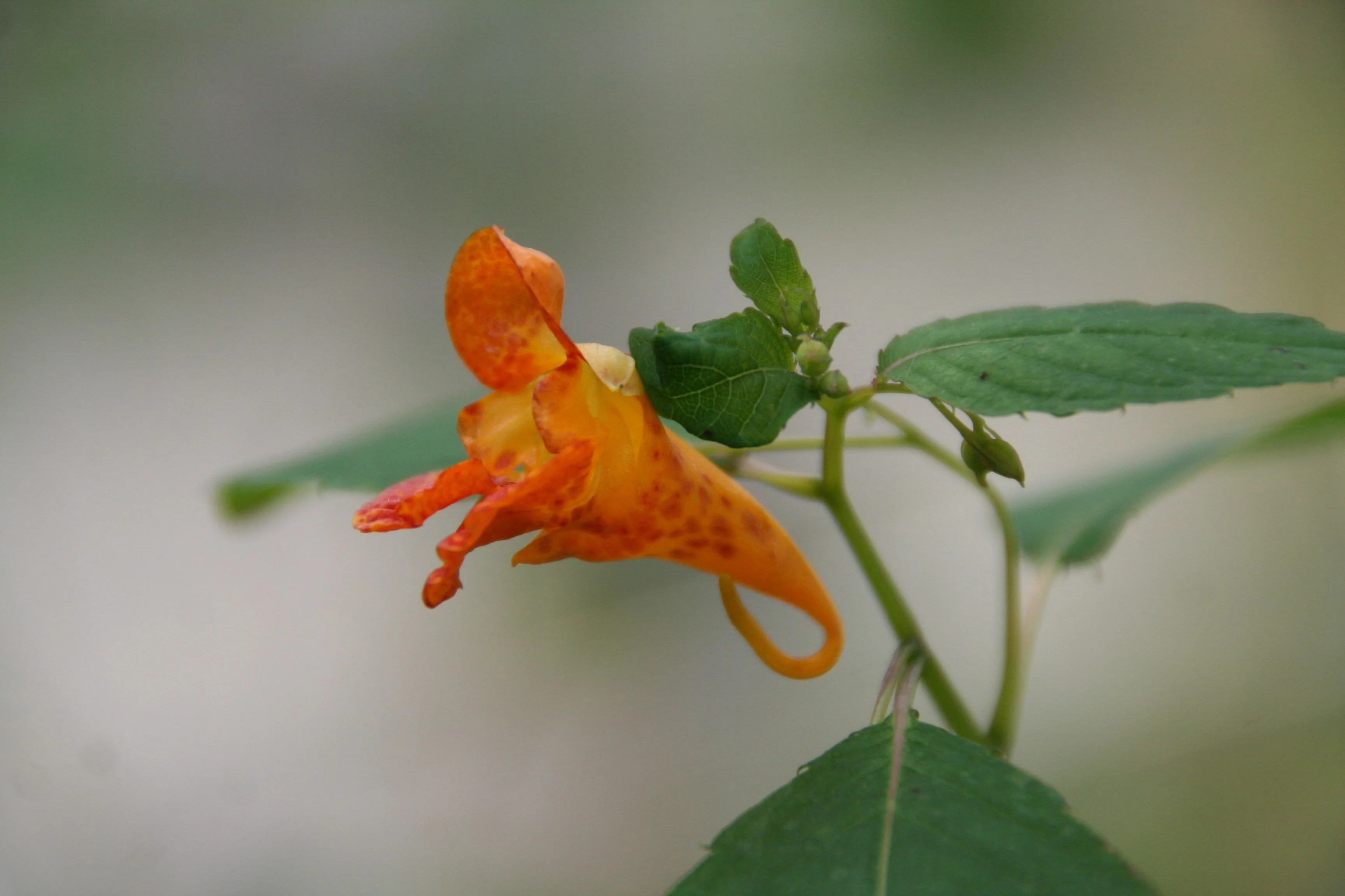 Impatiens_capensis_35960_W.Lobin.jpg