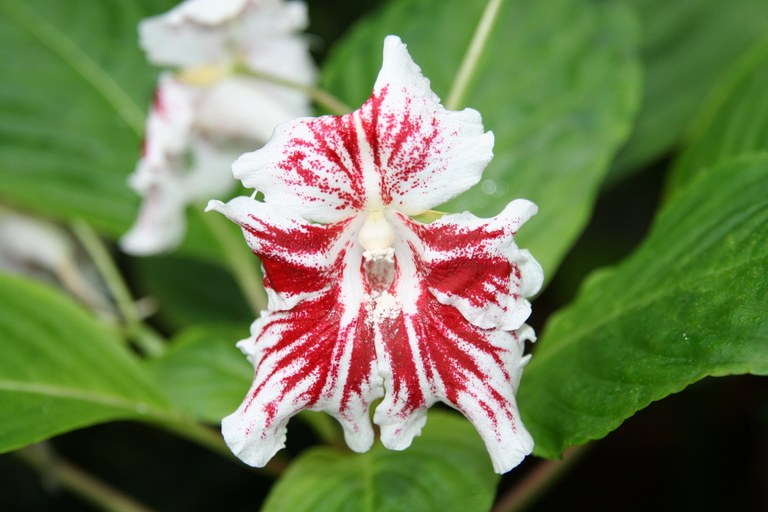 Impatiens_grandis_13388_W.Lobin.jpg