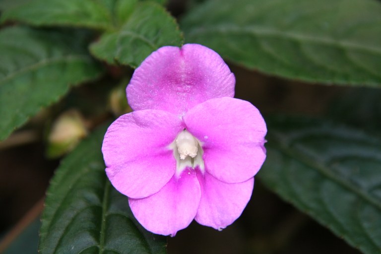 Impatiens_loki-schmidtiae.jpg