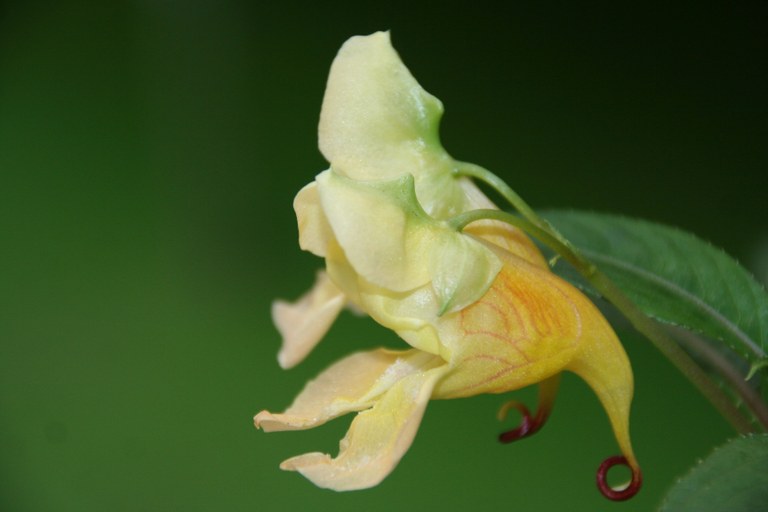 Impatiens_mengtszeana_36134_W.Lobin.jpg
