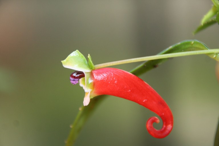 Impatiens_paucidentata_4819_W.Lobin.jpg