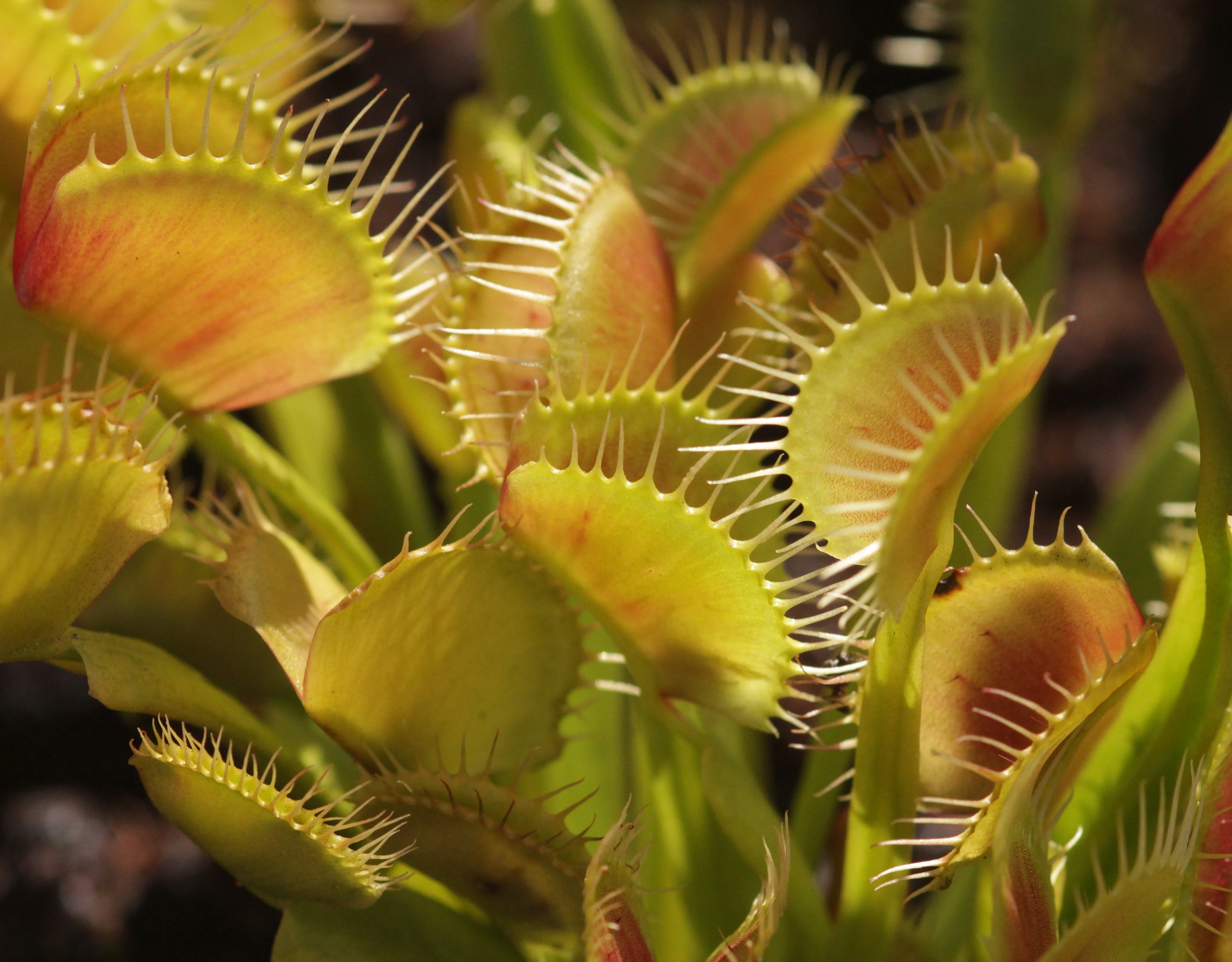 Dionaea_muscipula_U.Sobick_2020.jpg