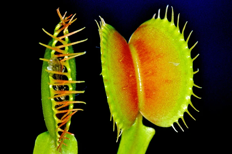 Dionaea_muscipula_W.Barthlott.jpg