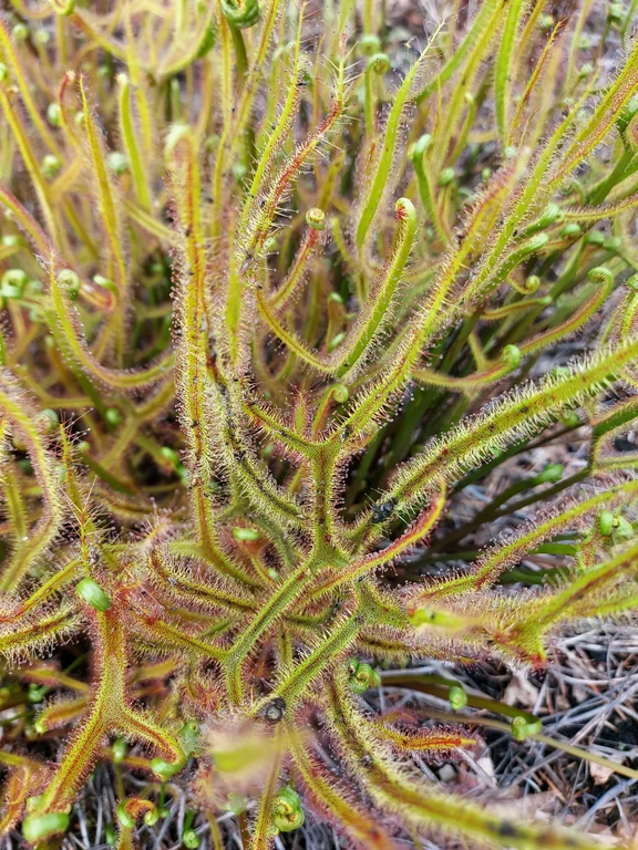 Drosera binata - Sonnentau Ingrid Fuchs.jpg