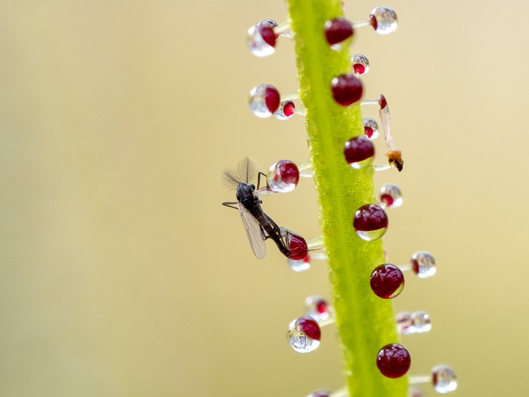 Drosophyllum_lusitanicum_9015_C.Löhne_Bild_2.jpg