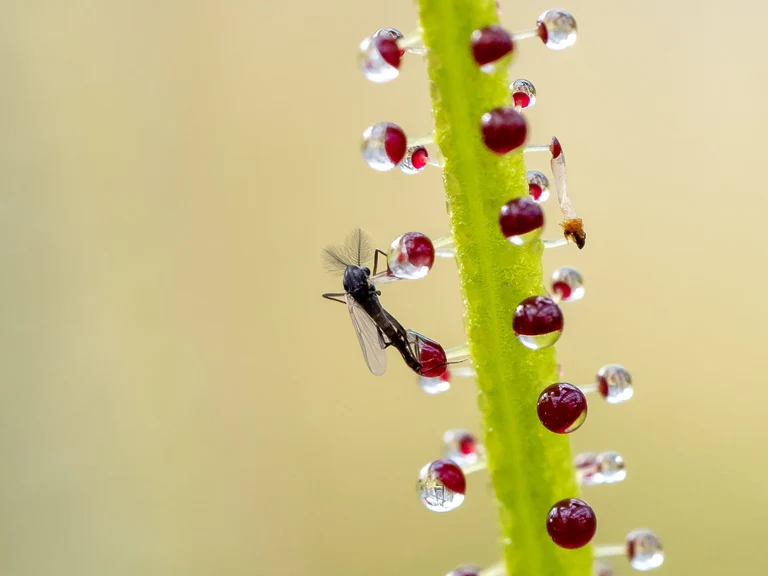 Drosophyllum_lusitanicum_9015_C.Löhne_Bild_2.jpg