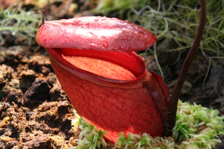 Nepenthes_rajah_20397_W.Lobin.jpg