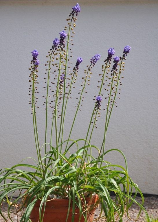 Muscari_neumannii_T.Böhnert_Bild_2.JPG