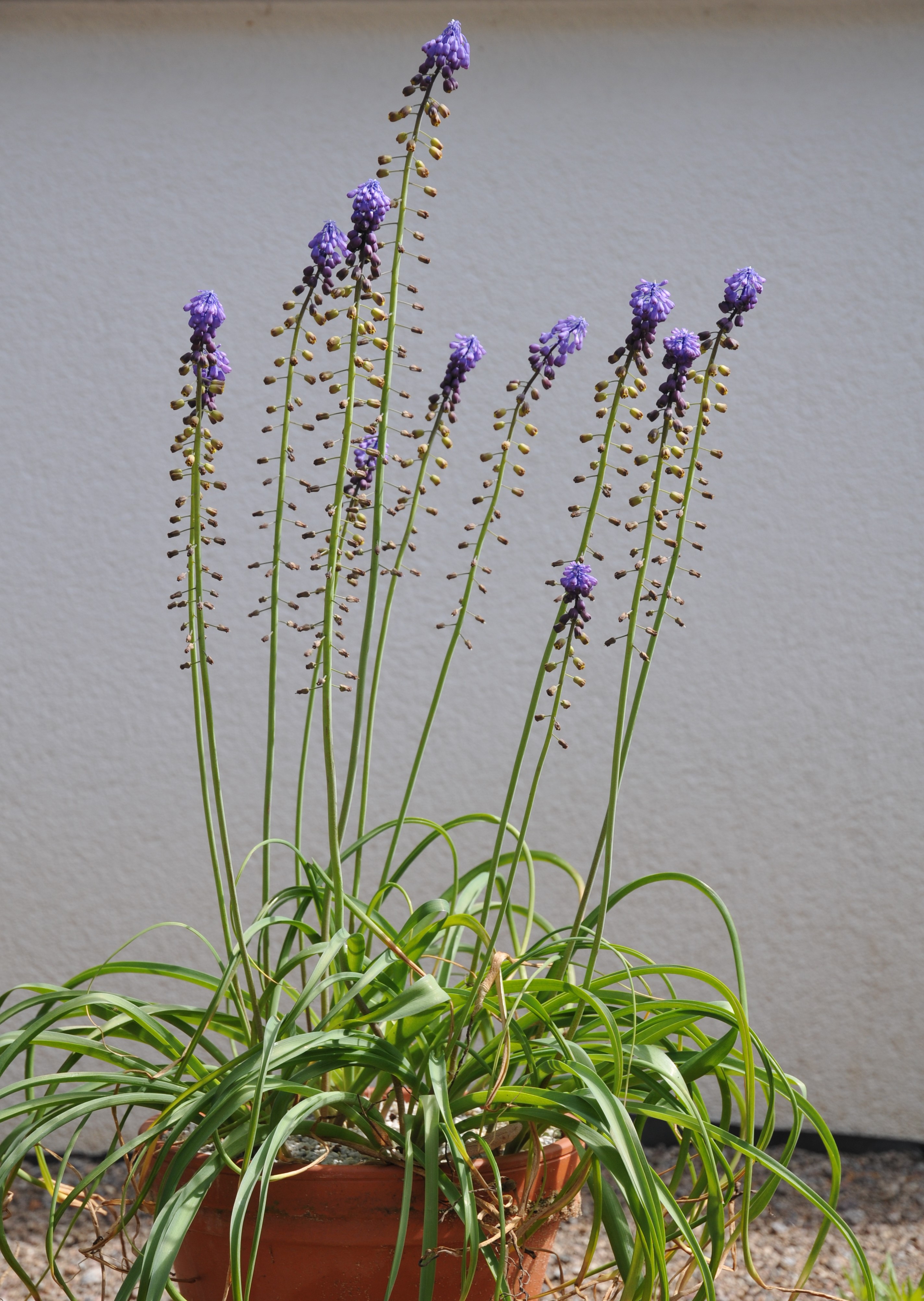 Muscari_neumannii_T.Böhnert_Bild_2.JPG
