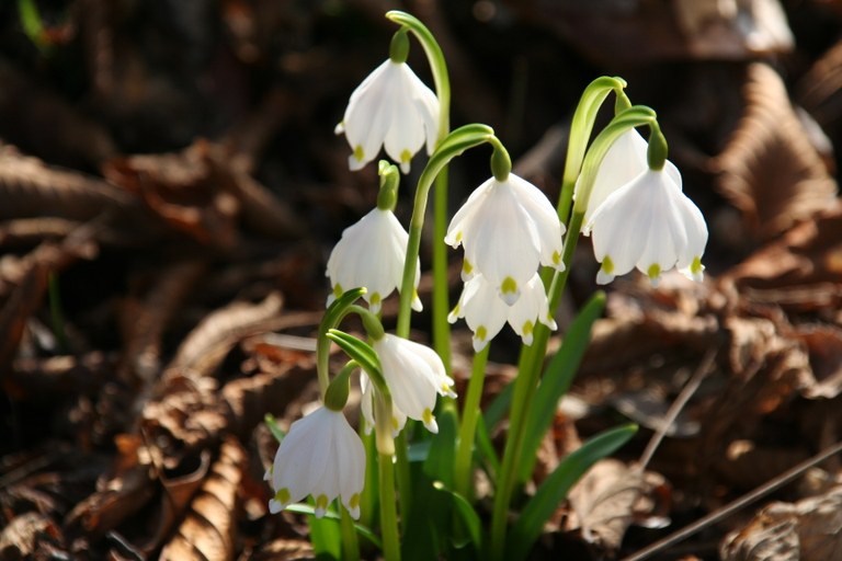 Leucojum_vernum_16660_W.Lobin.jpg