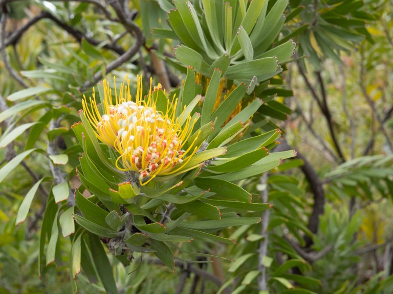 Leucospermum_erubescens_18112_C.Löhne.jpg