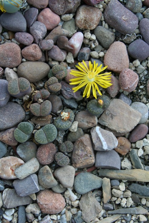 Lithops broomfieldii 25246 WL 31.10.2012.jpg