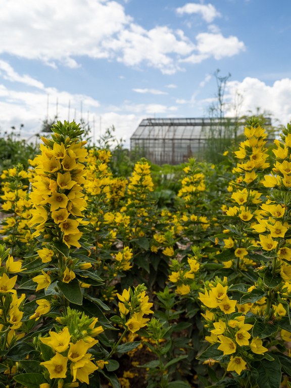 Lysimachia_vulgaris_C.Löhne.jpg