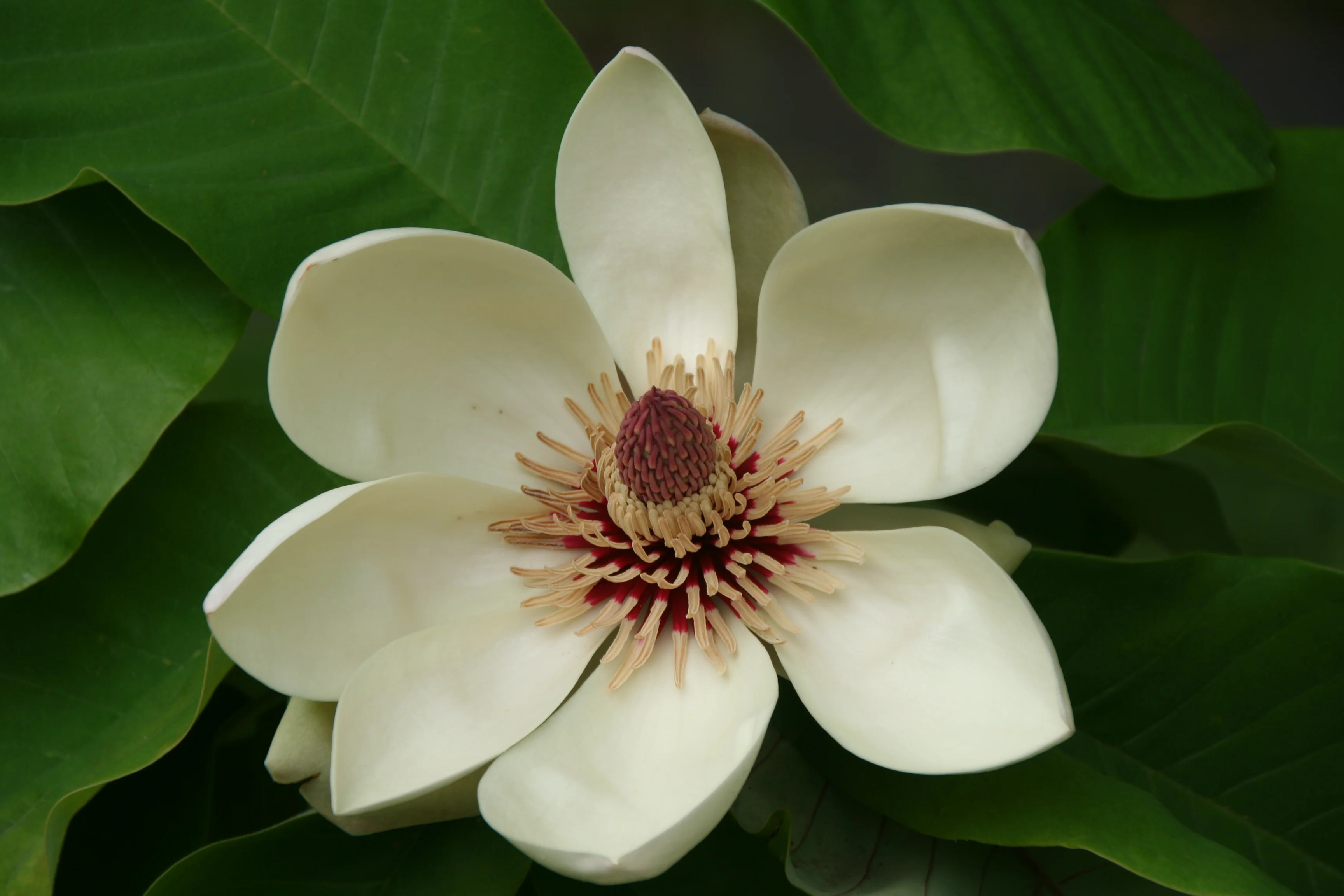 Magnolia_obovata_11012_W.Lobin.jpg